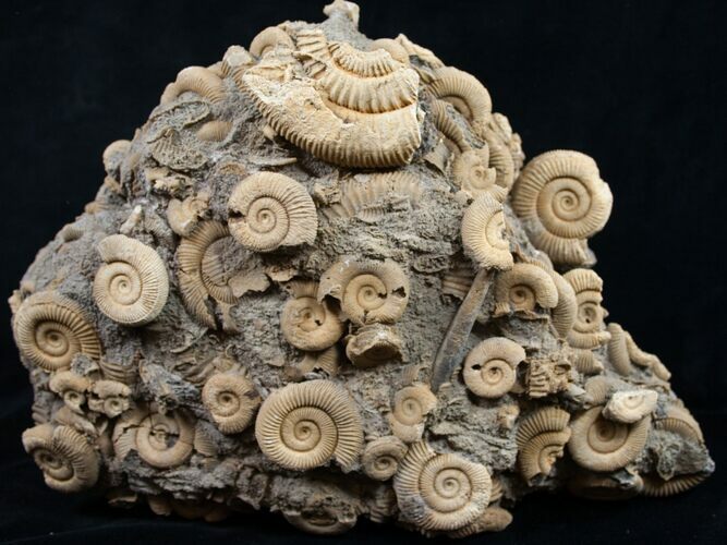 Large Dactylioceras Ammonite Cluster - Germany #8829